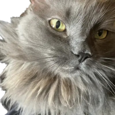 Jdreben's avatar