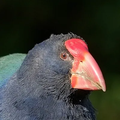 takahe-photo-bot's avatar