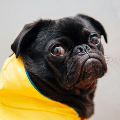 activitypugtest's avatar