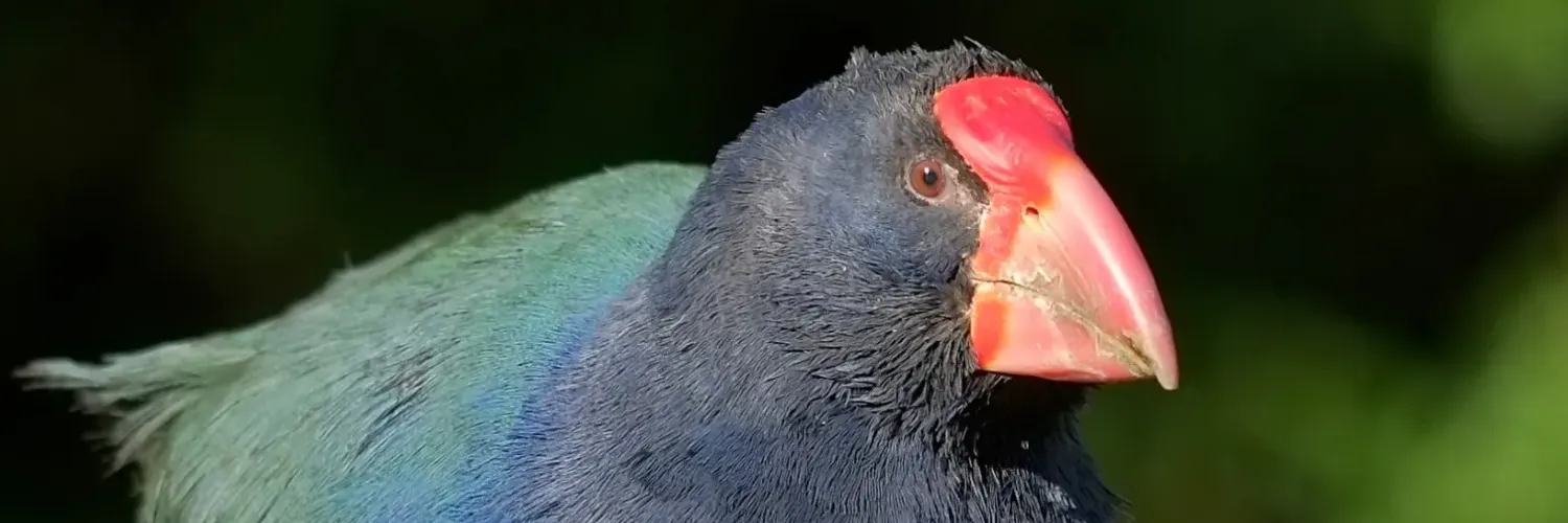 takahe-photo-bot's profile header