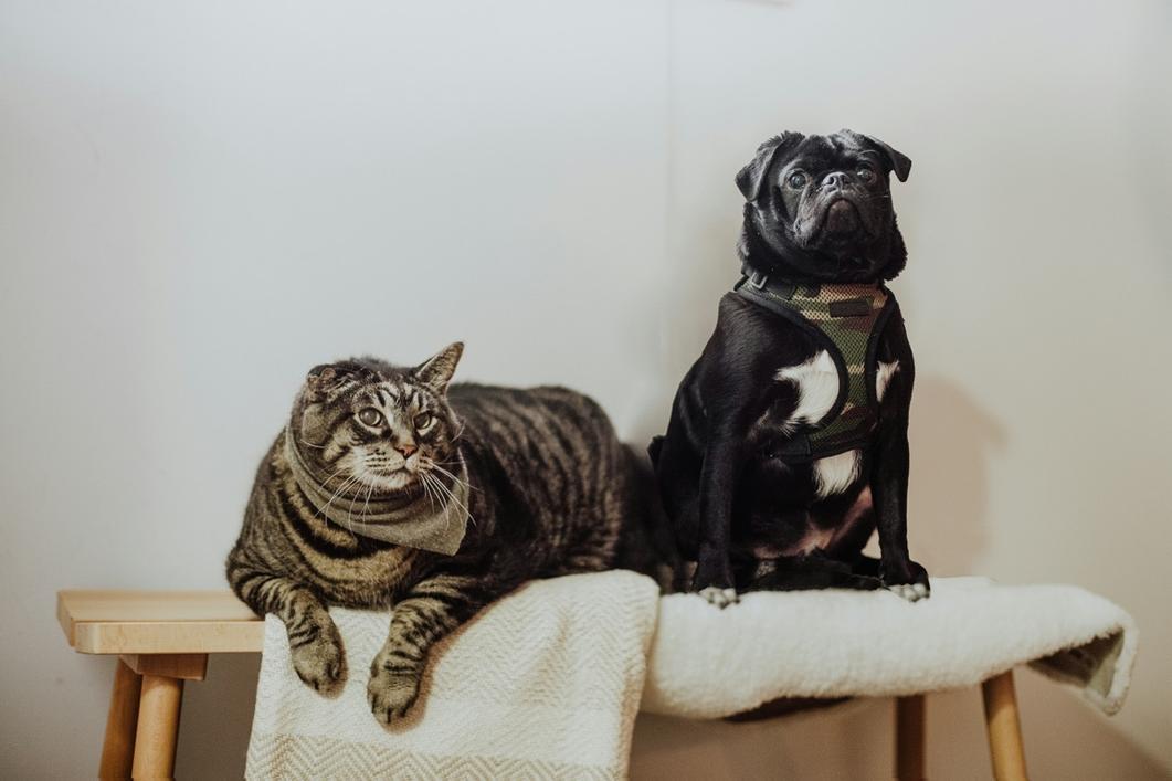 activitypugtest's profile header
